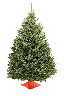 8 Christmas Tree Fraser Fir 6-7 FT
